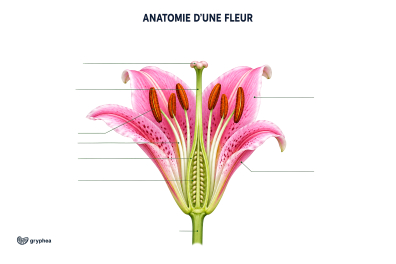 Anatomie d'une fleur - planche à légender